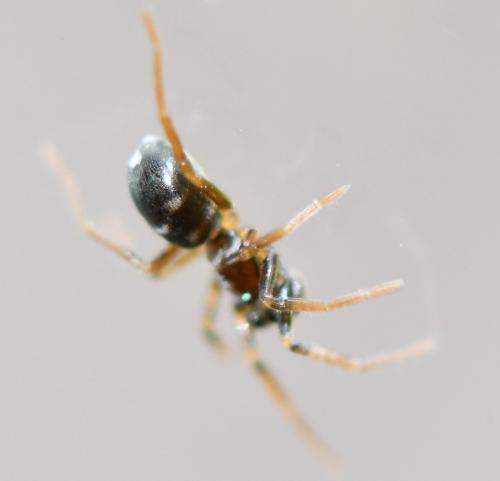 Tenuiphantes sp.